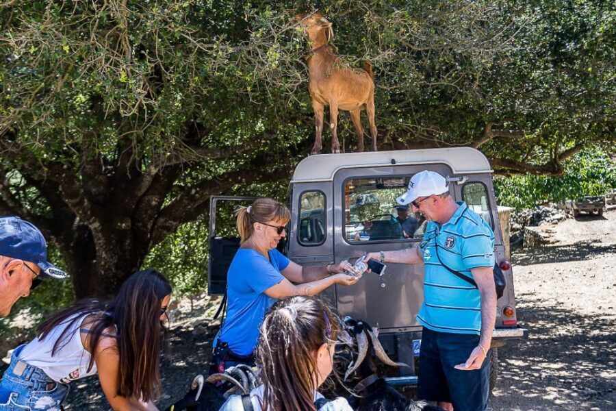 Crete: Land Rover Safari on Minoan Route - Krassi’s ancient tree, olive groves, and the coastline in deep blue