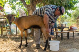 Crete: Lasithi Plateau and Cave of Zeus Off-Road Safari Tour - Pickup, vehicles, and how hard this day can feel