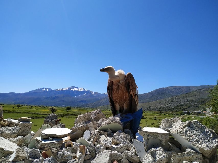 Crete: Lasithi Plateau and Cave of Zeus Off-Road Safari Tour - Lasithi Plateau: plateau air, village rhythm, and myth in the distance