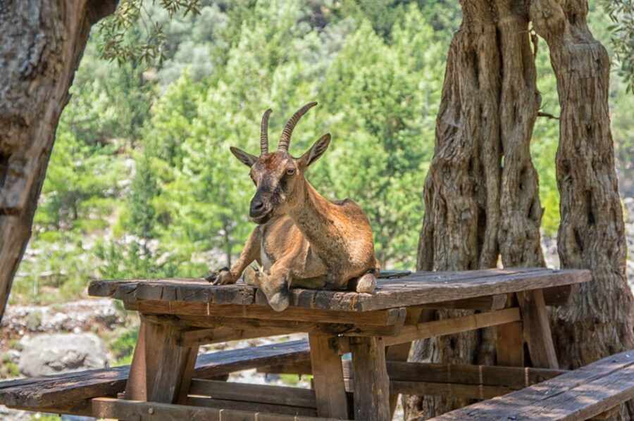 From Chania: Samaria Gorge with Professional Hiking Guide - Omalos Start: What You’re Really Preparing For