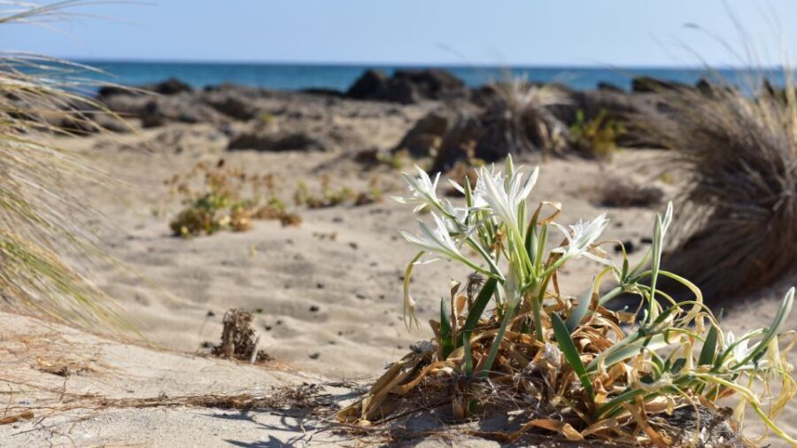 From Heraklion: Elafonisi Beach Day Tour with Pickup - Who this Elafonisi day trip is perfect for