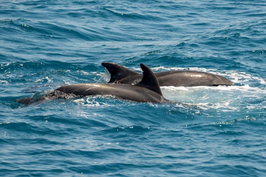 From the Port of Kos: Full Day Boat Cruise to 3 Islands - Dolphins near fish farms: the sightseeing you can’t script