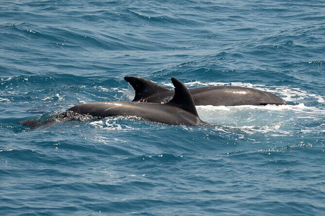 Full Day 3-Island Boat Cruise from Port of Kos - Stop 2: Plati Islet, Fish Farms, Dolphins, and the Best Swim Moment