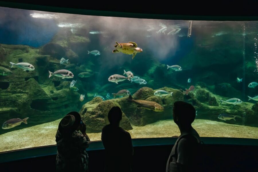 Heraklion Area: CRETAquarium Admission Ticket - What Makes CRETAquarium Worth Your Time