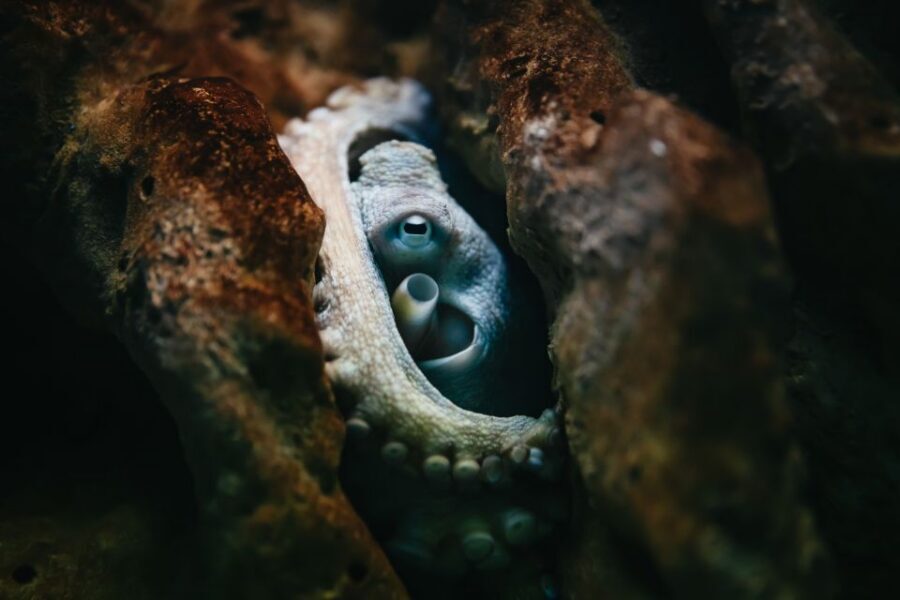 Heraklion Area: CRETAquarium Admission Ticket - Key Highlights You’ll Feel Fast