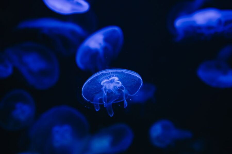 Heraklion Area: CRETAquarium Admission Ticket - Price and What You Get for Around $9