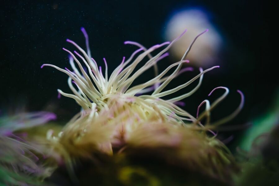 Heraklion Area: CRETAquarium Admission Ticket - Walking the Exhibits: Caves, Sharks, Jellyfish, and Tropicals