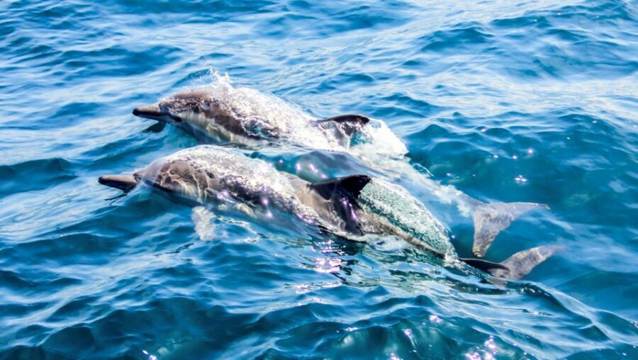 Heraklion: Dia Island Sailboat Cruise with Swimming and Meal - The meal onboard: Mediterranean food with unlimited drinks