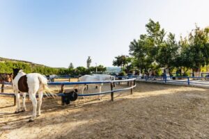 Heraklion: Finikia Horse Riding Tour with Lunch or Dinner - The ride in plain terms: two hours in the mountains