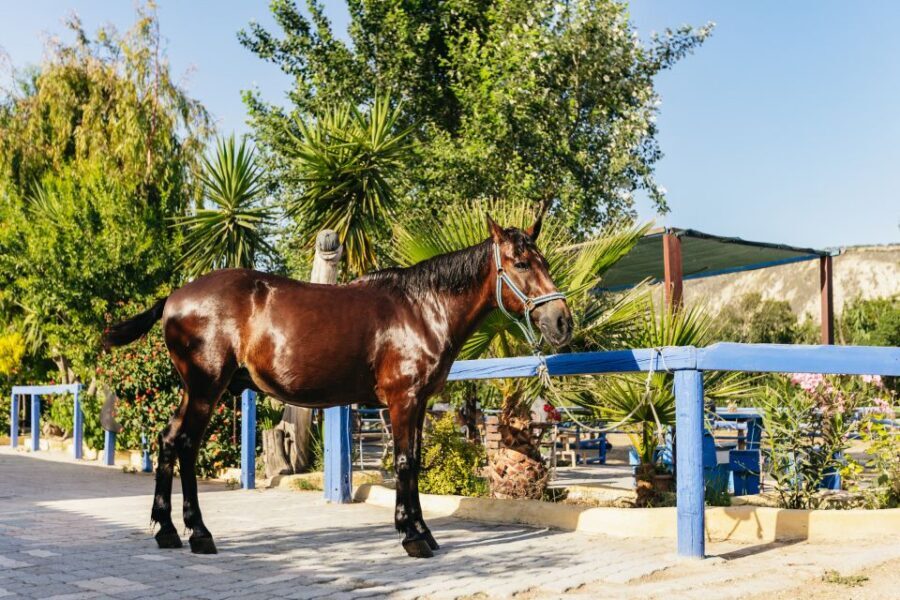 Heraklion: Finikia Horse Riding Tour with Lunch or Dinner - From stables to dinner: garden dining with Cretan comfort food