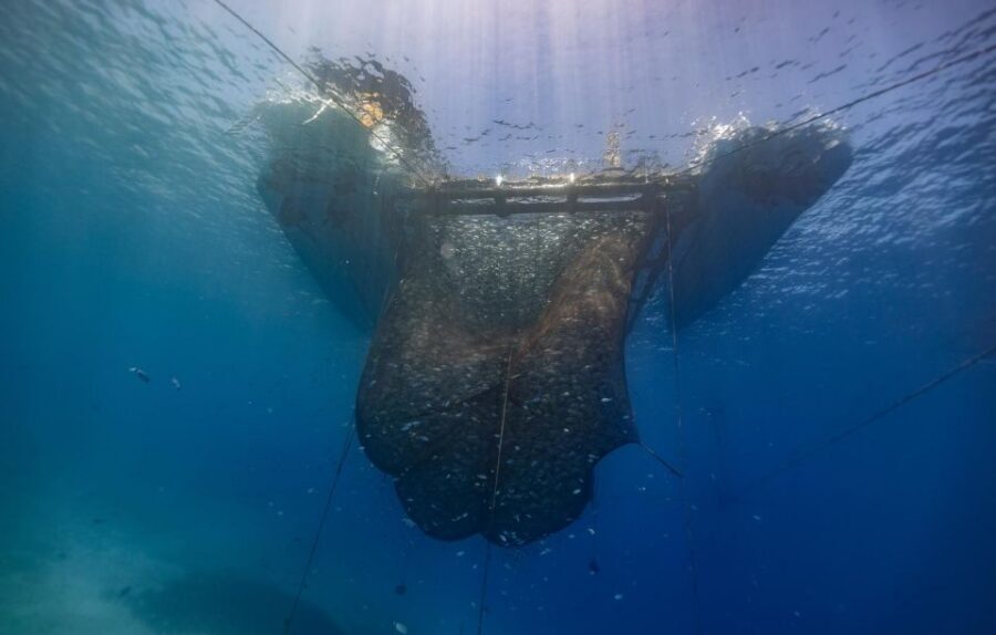 Kamiros Skala: Marine Life Experience by Boat - Should you book the Kamiros Skala Marine Life Experience?