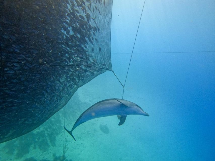 Kamiros Skala: Marine Life Experience by Boat - Dolphin sightings on the return: a second chance at the magic