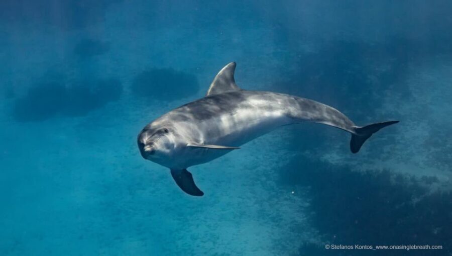 Kamiros Skala: Marine Life Experience by Boat - Who this is best for on Rhodes