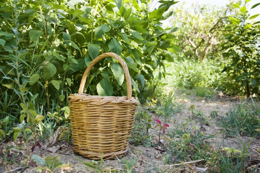 Naxos: Half-Day Cooking Class at Basiliko Family Tavern - Garden Harvest and a River Walk: The Quiet Magic of Rural Naxos