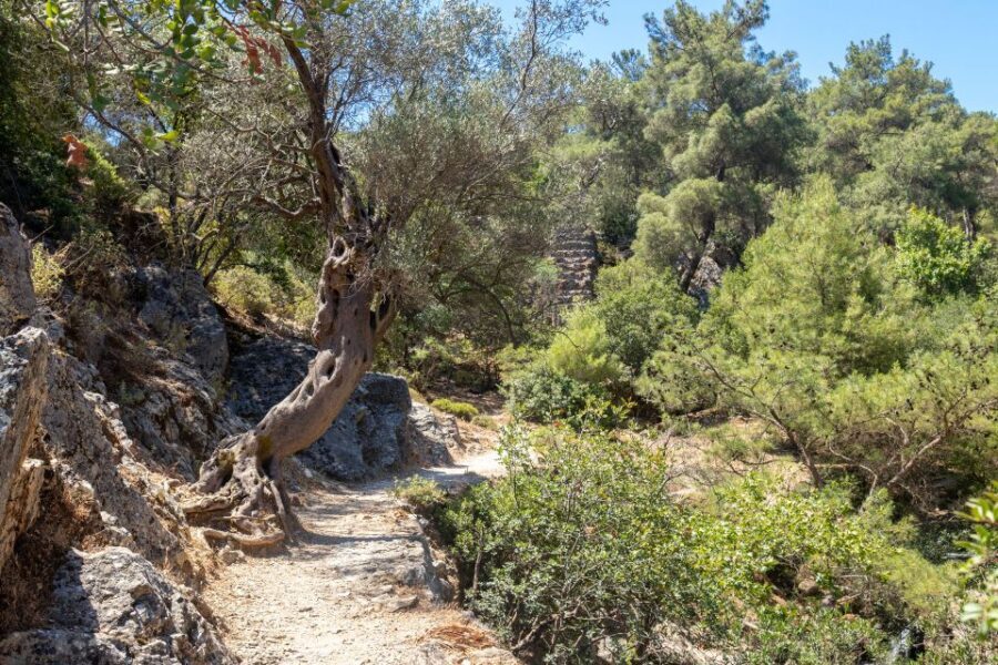 Rhodes: Butterfly Valley and Seven Springs Valley Day Trip - Seven Springs Valley: pine shade, a tunnel, and sometimes low water