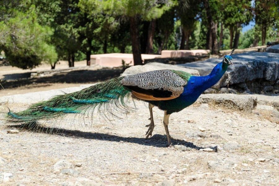 Rhodes: Filerimos Hill and Butterfly Valley Bus Trip - Key things you’ll actually notice
