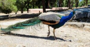 Rhodes: Filerimos Hill and Butterfly Valley Bus Trip - The walk to the cross: what’s usually free vs what isn’t