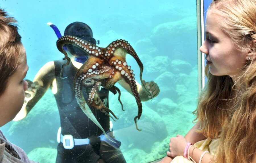 Rhodes Town: Yellow Submarine Cruise with Underwater Views - The Short Cruise Out of Mandraki Harbour