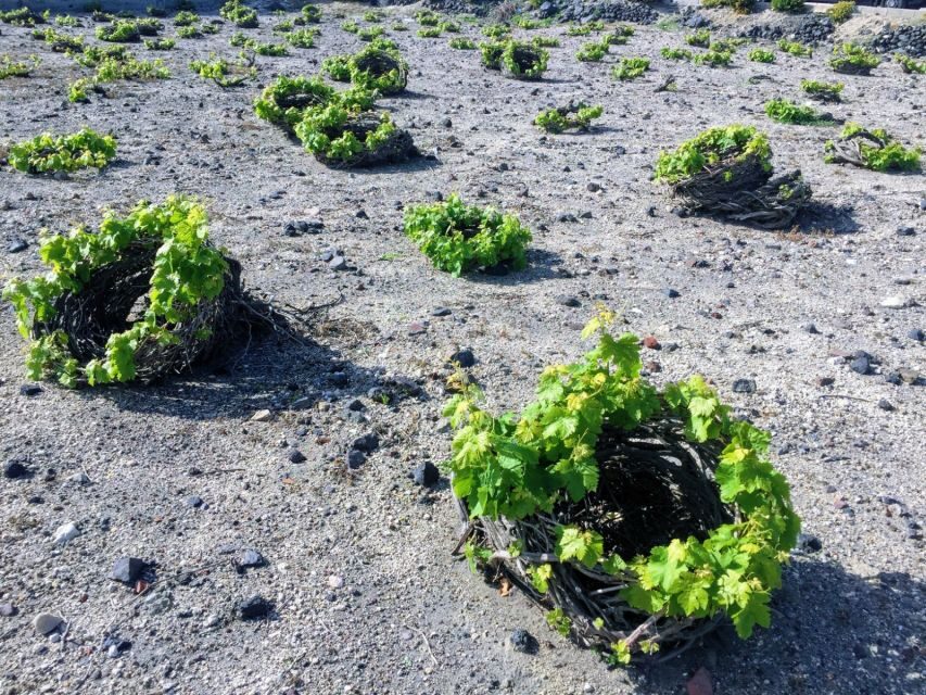 Santorini: Guided Tour to 3 Wineries with Wine Tastings - The half-day plan: Thera pickup and a smooth 4.5 hours