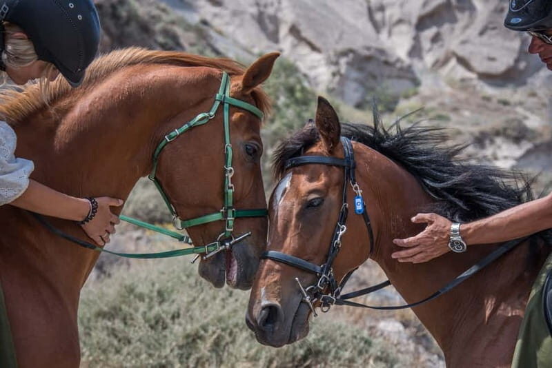 Santorini: Horse Riding Trip to Black Sandy Beach - The Horses and What “Well Cared For” Looks Like in Practice
