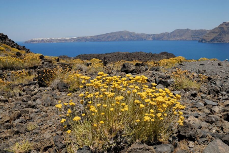 Santorini: Thirassia Islands and Volcano Guided Cruise - Price and value at about $60: what you’re really buying