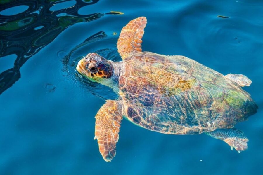 Zakynthos: Half-Day Tour to Turtle Island and Keri Caves - Marathonisi (Turtle Island): White Sand, Caves, and the Best Swimming Window
