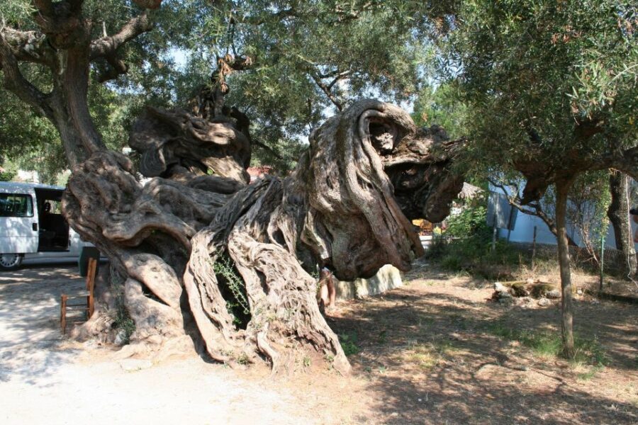 Zakynthos: Shipwreck Beach with Blue Caves Land & Sea Tour - Lunch break and inland mountain villages: swapping sea sparkle for village life