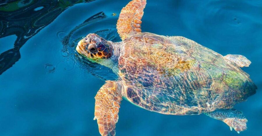 Zakynthos: Turtle Island & Keri Caves Glass-Bottom Boat Tour - Guides and captains: why the vibe affects what you see