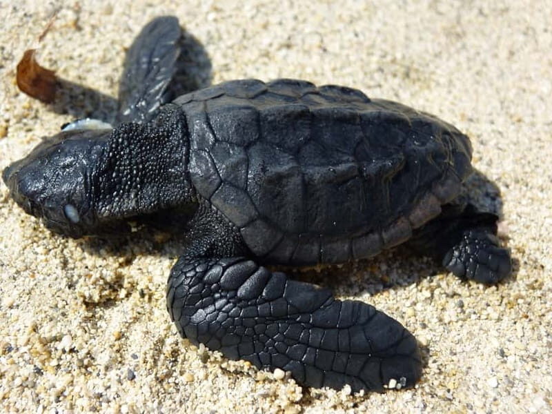Zakynthos: Turtle Spotting Cruise with Glass-Bottom Boat - The tour vibe: a short cruise with big nature payoffs