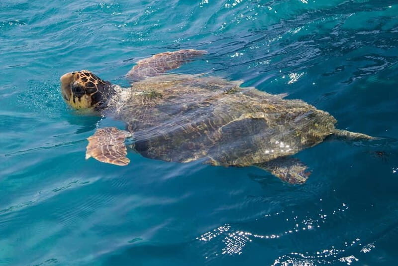 Zakynthos: Turtle Spotting Cruise with Glass-Bottom Boat - Laganas and the Cameo Islet: quick stops that set the mood