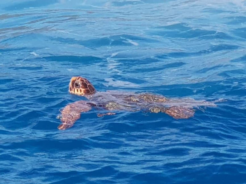 Zakynthos: Turtle Spotting Cruise with Glass-Bottom Boat - Price and value: what $29 really buys you