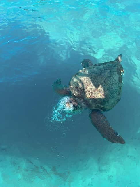 Zakynthos: Turtles, Marathonisi & Keri Caves Speedboat Tour - Turtle Spotting in the National Marine Park: What You’re Actually Chasing